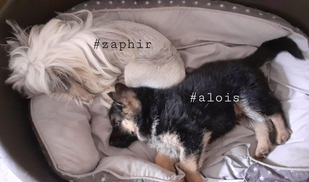 Zaphir und Alois von Markus W Ebert