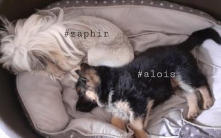 Zaphir und Alois von Markus W Ebert