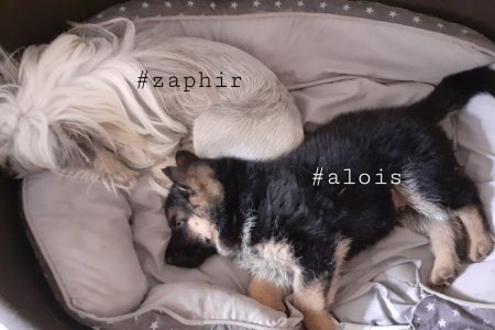Zaphir und Alois von Markus W Ebert