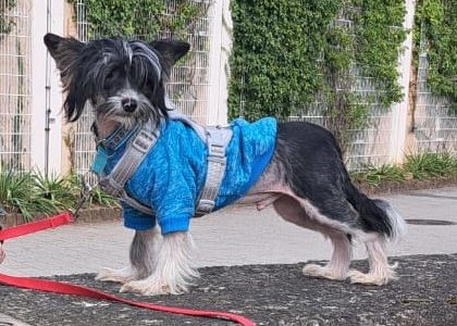 Max aka Schnippel